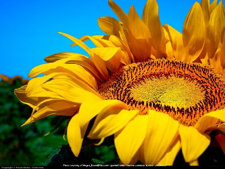 Photo courtesy of Moyan_Brenn@flikr. com - granted under creative commons licence - attribution 