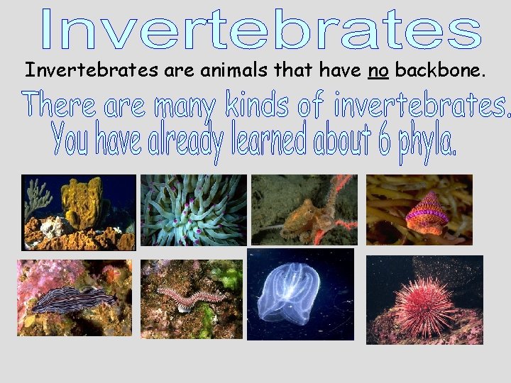 Invertebrates are animals that have no backbone. 