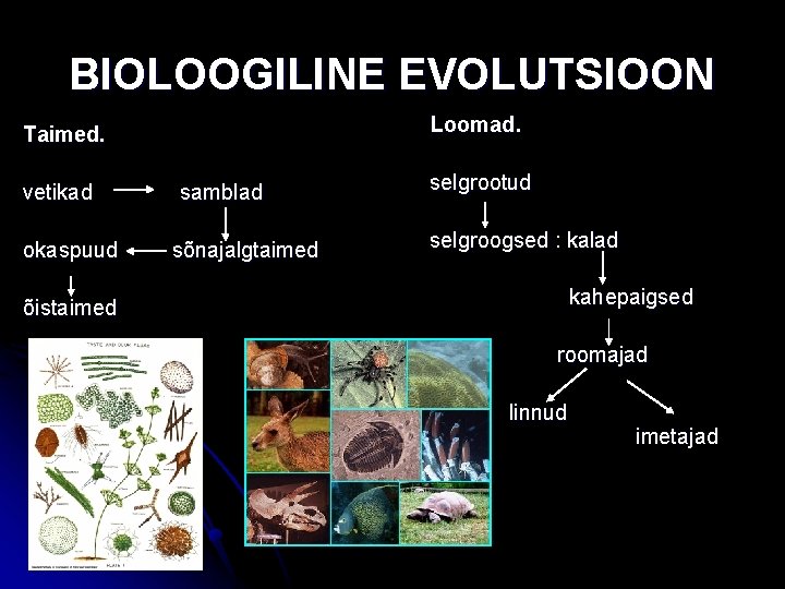 BIOLOOGILINE EVOLUTSIOON Loomad. Taimed. vetikad okaspuud samblad sõnajalgtaimed selgrootud selgroogsed : kalad kahepaigsed õistaimed