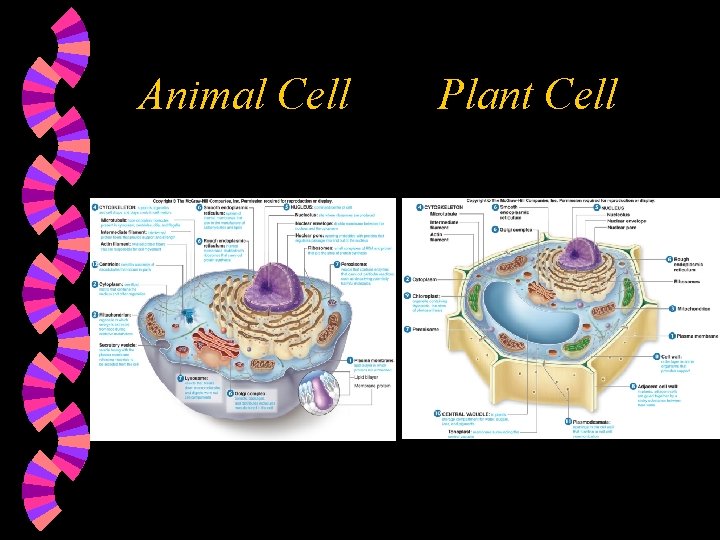 Animal Cell Plant Cell 