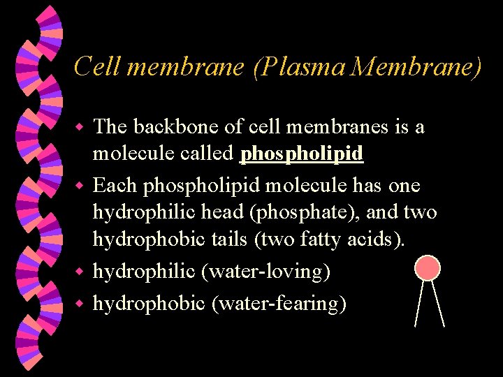 Cell membrane (Plasma Membrane) The backbone of cell membranes is a molecule called phospholipid
