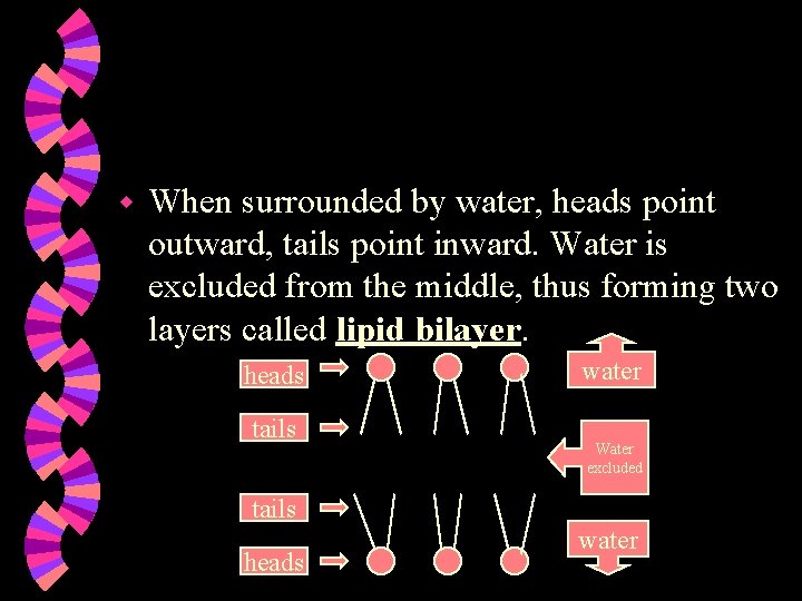 w When surrounded by water, heads point outward, tails point inward. Water is excluded