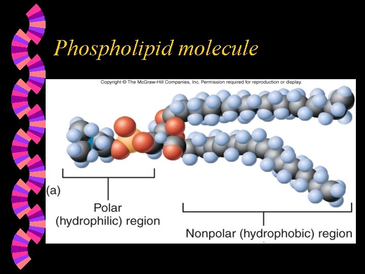 Phospholipid molecule 