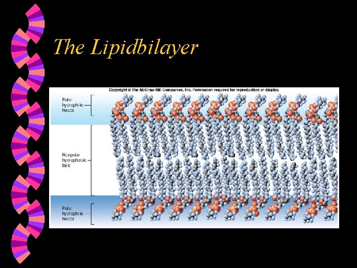 The Lipidbilayer 