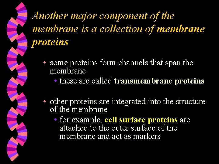 Another major component of the membrane is a collection of membrane proteins • some