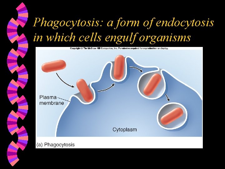 Phagocytosis: a form of endocytosis in which cells engulf organisms 