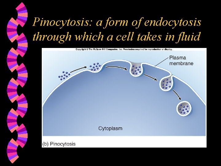 Pinocytosis: a form of endocytosis through which a cell takes in fluid 