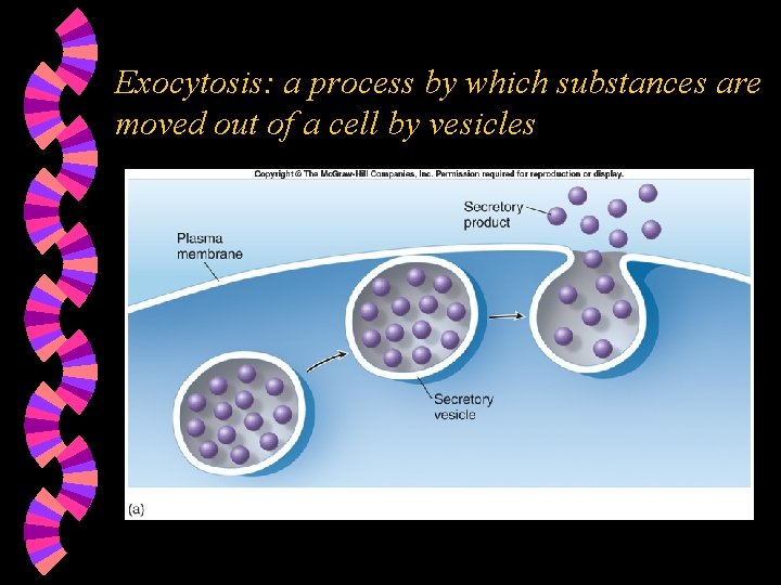 Exocytosis: a process by which substances are moved out of a cell by vesicles
