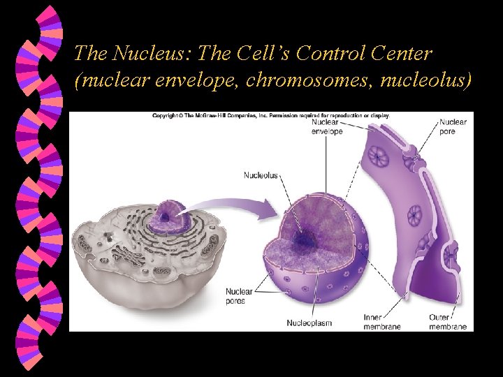 The Nucleus: The Cell’s Control Center (nuclear envelope, chromosomes, nucleolus) 