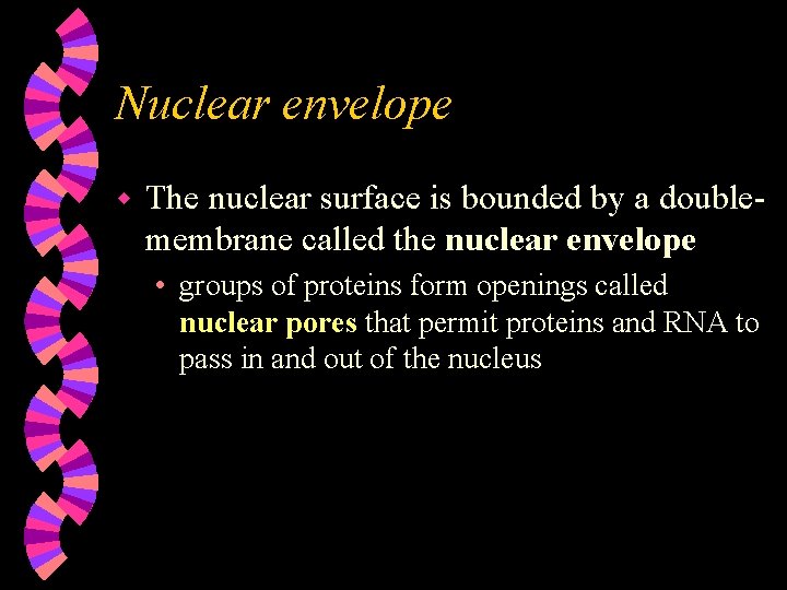 Nuclear envelope w The nuclear surface is bounded by a doublemembrane called the nuclear