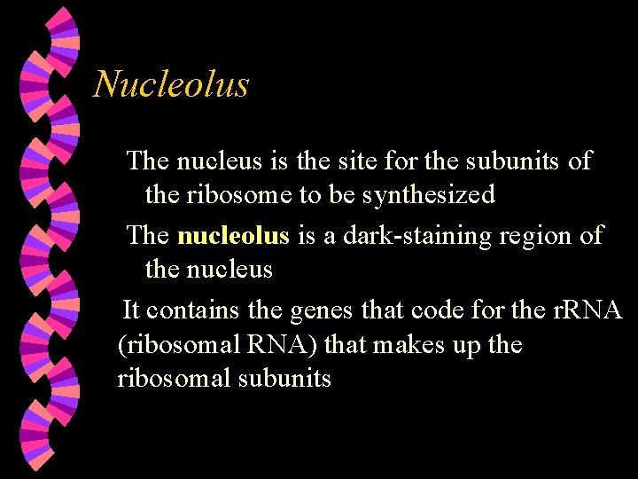 Nucleolus The nucleus is the site for the subunits of the ribosome to be