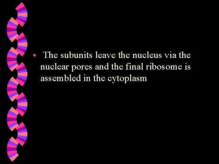 w The subunits leave the nucleus via the nuclear pores and the final ribosome