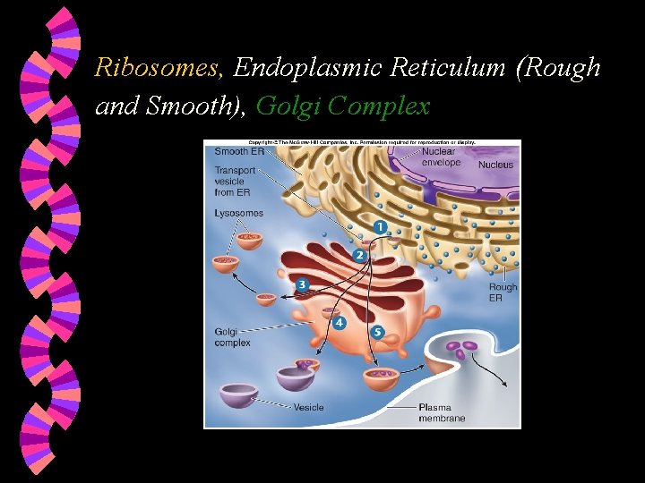 Ribosomes, Endoplasmic Reticulum (Rough and Smooth), Golgi Complex 