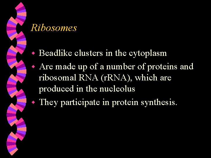 Ribosomes Beadlike clusters in the cytoplasm w Are made up of a number of