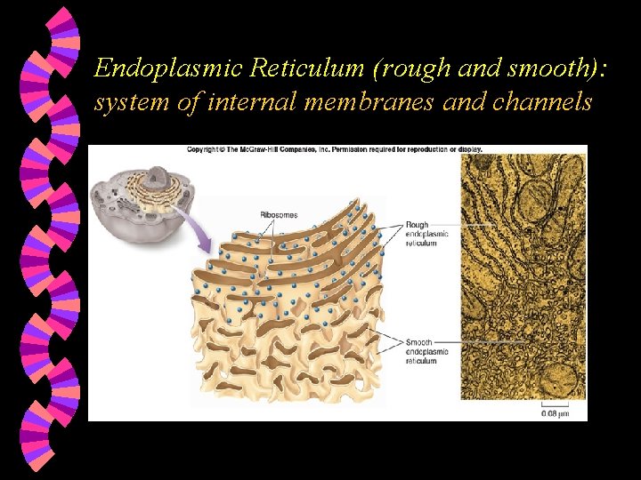 Endoplasmic Reticulum (rough and smooth): system of internal membranes and channels 