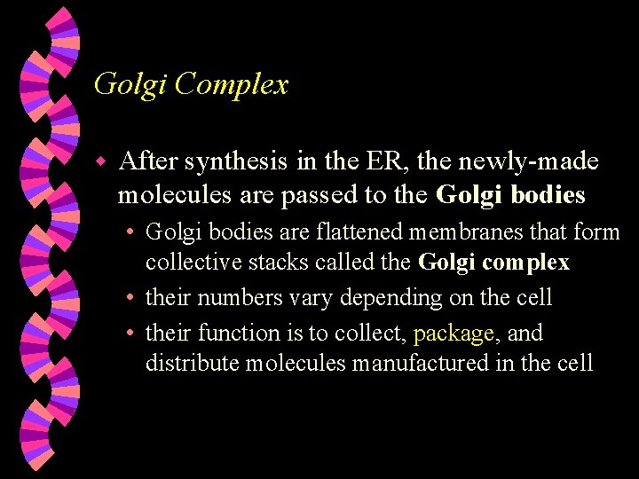 Golgi Complex w After synthesis in the ER, the newly-made molecules are passed to