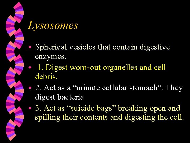 Lysosomes Spherical vesicles that contain digestive enzymes. w 1. Digest worn-out organelles and cell