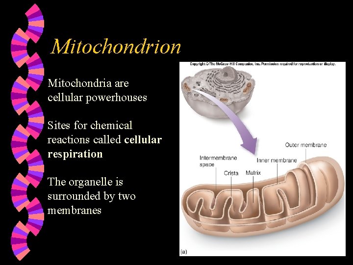 Mitochondrion Mitochondria are cellular powerhouses Sites for chemical reactions called cellular respiration The organelle