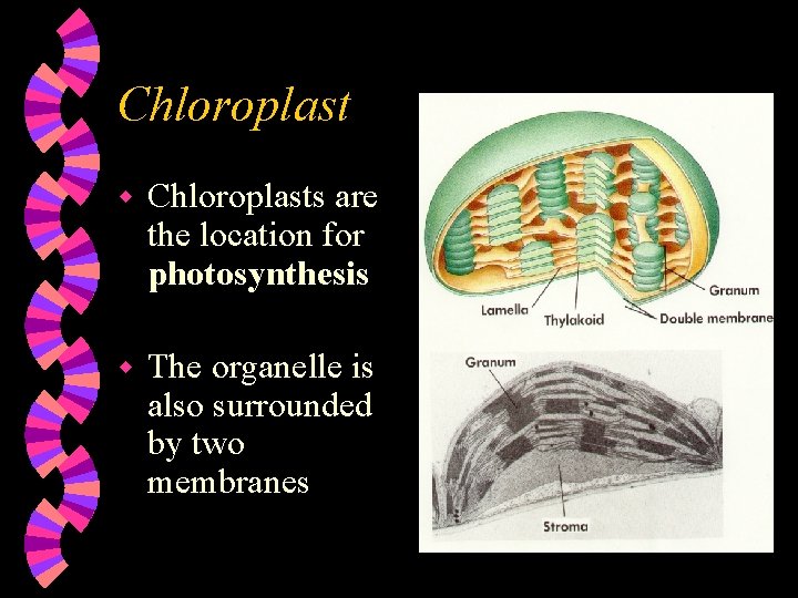 Chloroplast w Chloroplasts are the location for photosynthesis w The organelle is also surrounded