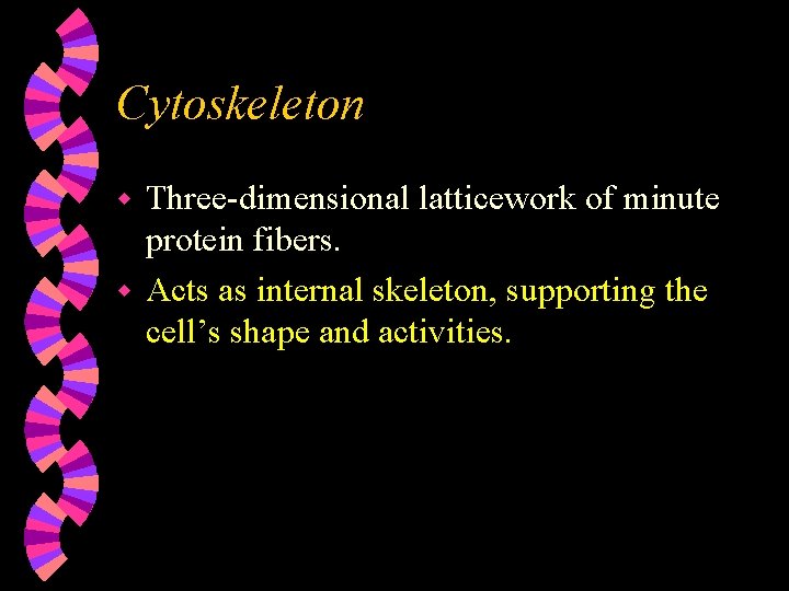 Cytoskeleton Three-dimensional latticework of minute protein fibers. w Acts as internal skeleton, supporting the