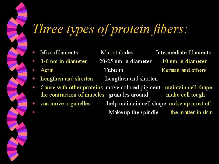 Three types of protein fibers: w w w w Microfilaments Microtubules Intermediate filaments 3