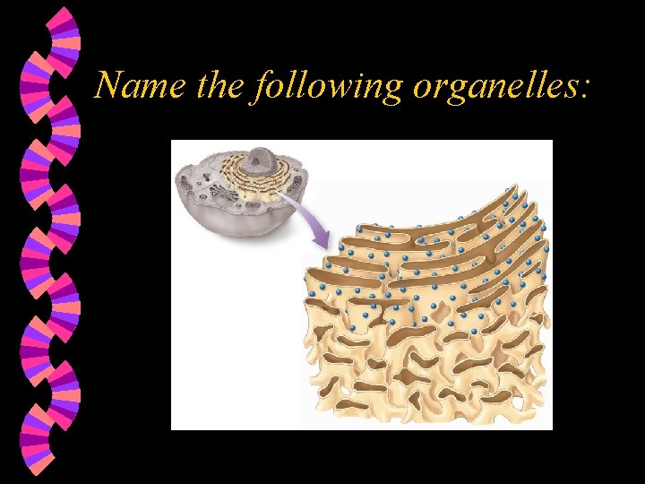 Name the following organelles: 
