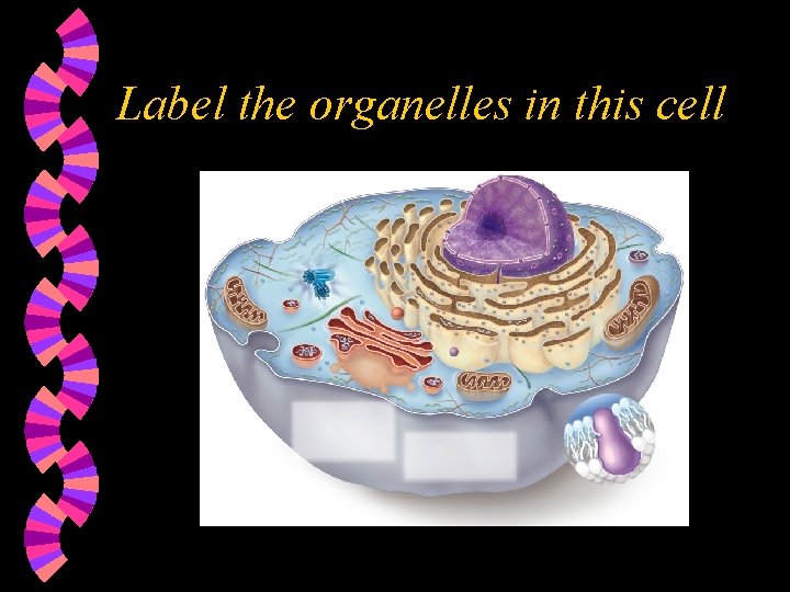 Label the organelles in this cell 