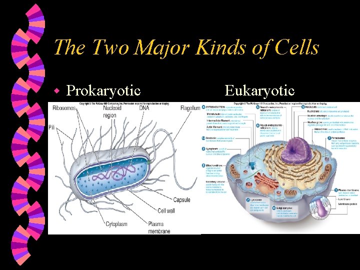 The Two Major Kinds of Cells w Prokaryotic Eukaryotic 
