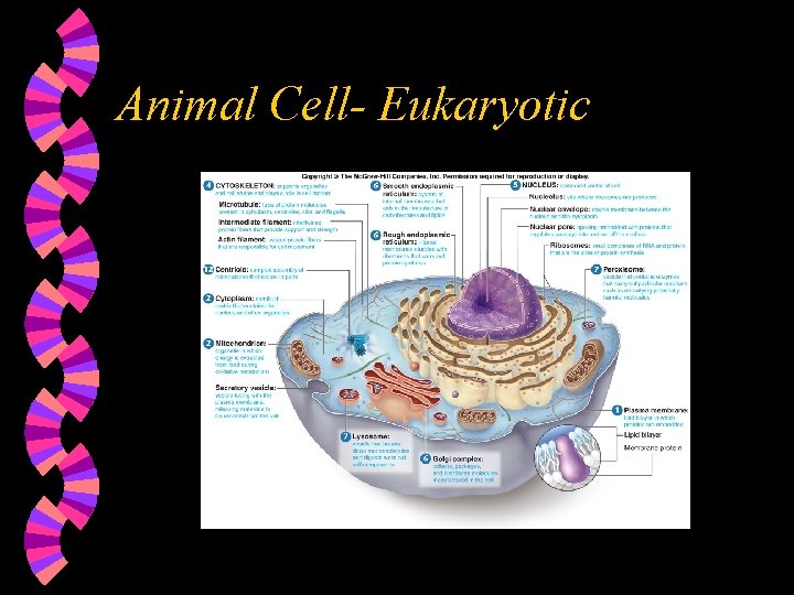 Animal Cell- Eukaryotic 