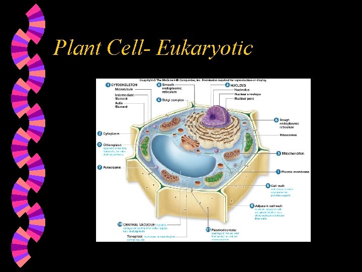 Plant Cell- Eukaryotic 