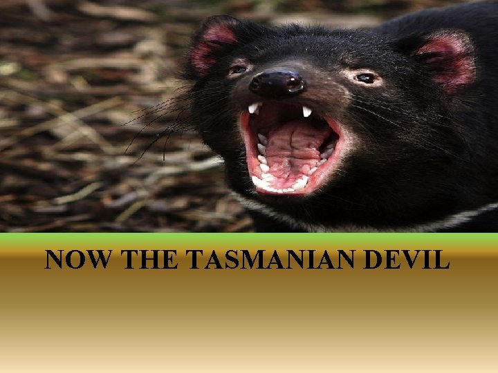 BLACK MAMBA THE TASMANIAN DEVIL STRUCTURAL AND BEHAVIOURAL
