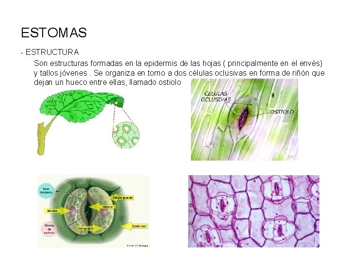 ESTOMAS - ESTRUCTURA Son estructuras formadas en la epidermis de las hojas ( principalmente
