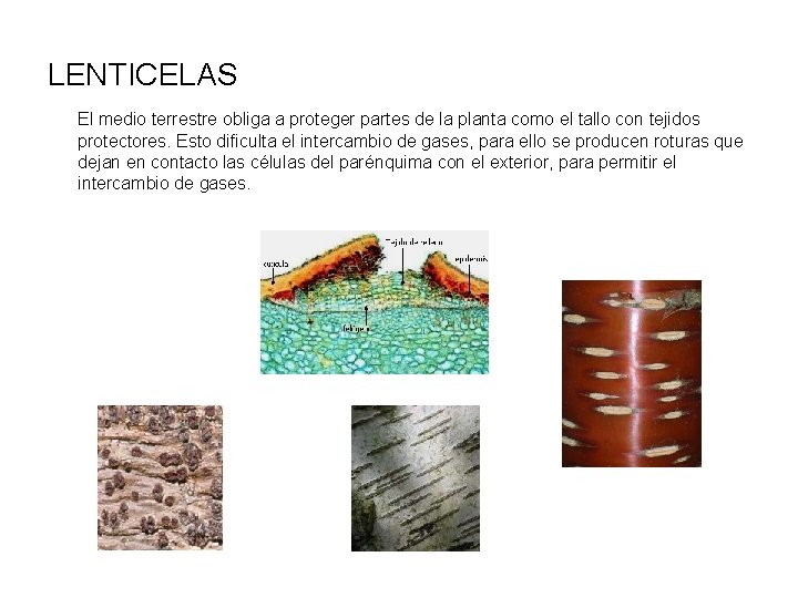LENTICELAS El medio terrestre obliga a proteger partes de la planta como el tallo