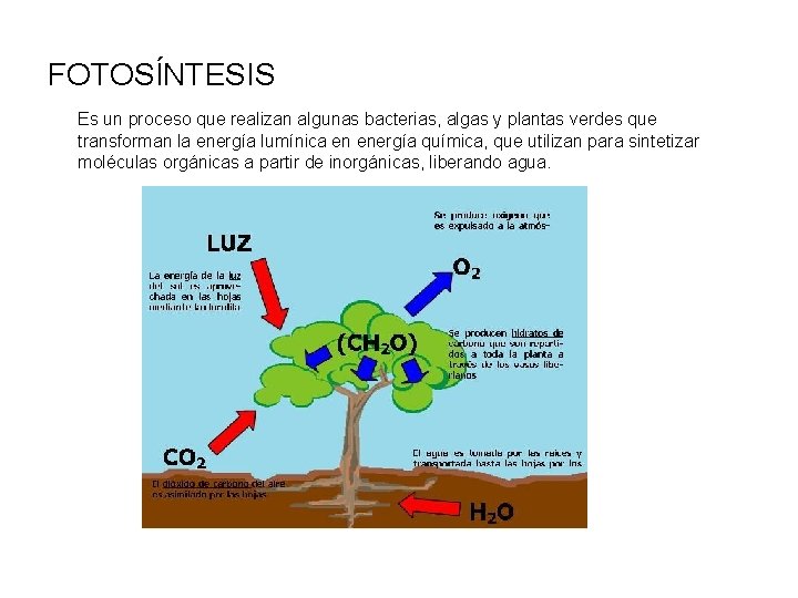 FOTOSÍNTESIS Es un proceso que realizan algunas bacterias, algas y plantas verdes que transforman