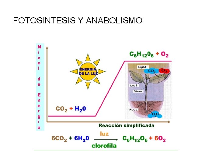 FOTOSINTESIS Y ANABOLISMO 