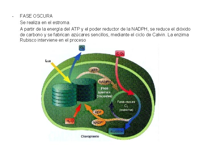 - FASE OSCURA Se realiza en el estroma. A partir de la energía del