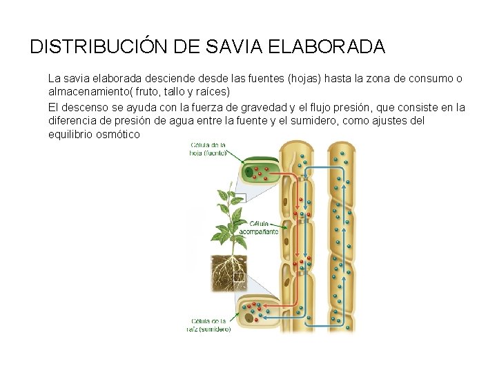 DISTRIBUCIÓN DE SAVIA ELABORADA La savia elaborada desciende desde las fuentes (hojas) hasta la