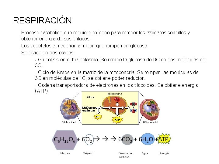 RESPIRACIÓN Proceso catabólico que requiere oxígeno para romper los azúcares sencillos y obtenergía de