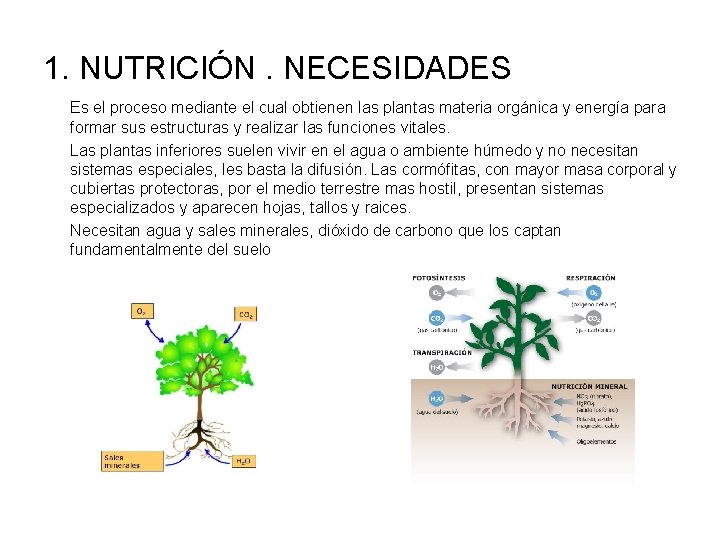 1. NUTRICIÓN. NECESIDADES Es el proceso mediante el cual obtienen las plantas materia orgánica