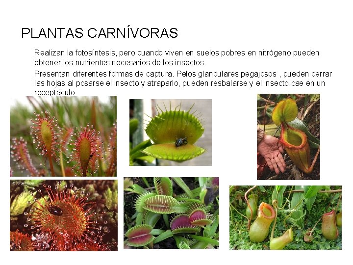 PLANTAS CARNÍVORAS Realizan la fotosíntesis, pero cuando viven en suelos pobres en nitrógeno pueden