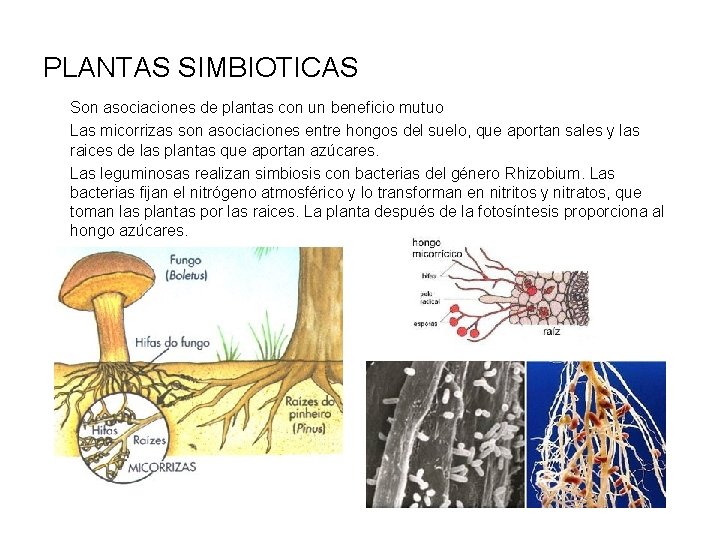 PLANTAS SIMBIOTICAS Son asociaciones de plantas con un beneficio mutuo Las micorrizas son asociaciones