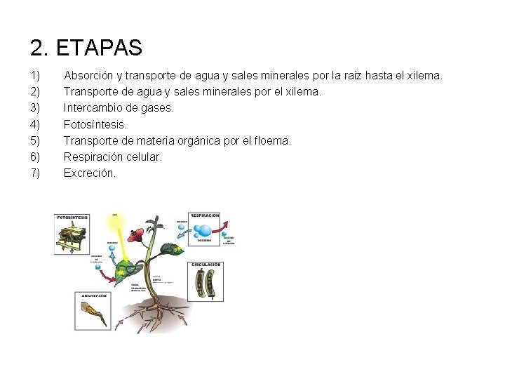 2. ETAPAS 1) 2) 3) 4) 5) 6) 7) Absorción y transporte de agua