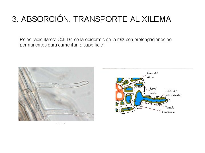 3. ABSORCIÓN. TRANSPORTE AL XILEMA Pelos radiculares: Células de la epidermis de la raiz