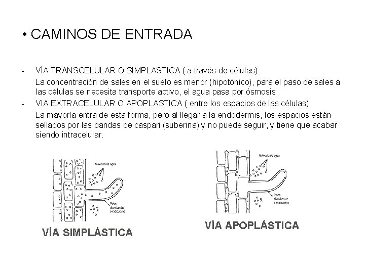  • CAMINOS DE ENTRADA - - VÍA TRANSCELULAR O SIMPLASTICA ( a través