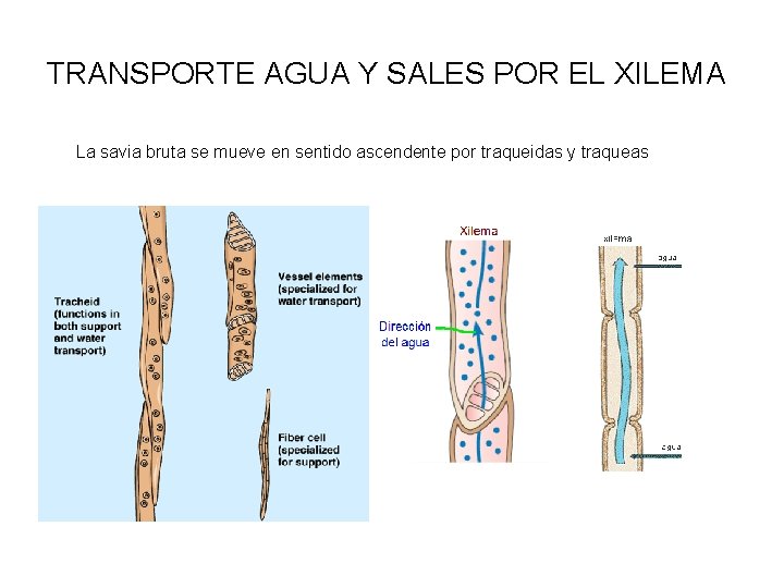 TRANSPORTE AGUA Y SALES POR EL XILEMA La savia bruta se mueve en sentido