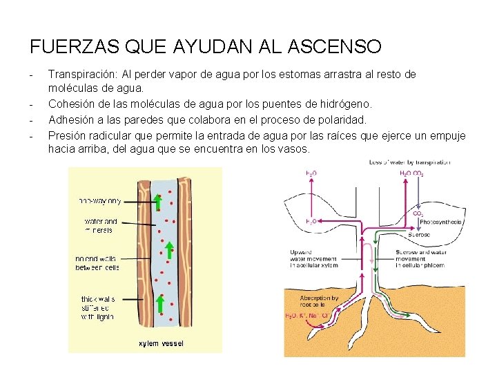 FUERZAS QUE AYUDAN AL ASCENSO - Transpiración: Al perder vapor de agua por los