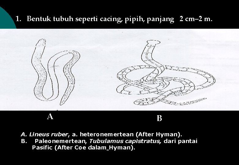 1. Bentuk tubuh seperti cacing, pipih, panjang 2 cm– 2 m. A B A.