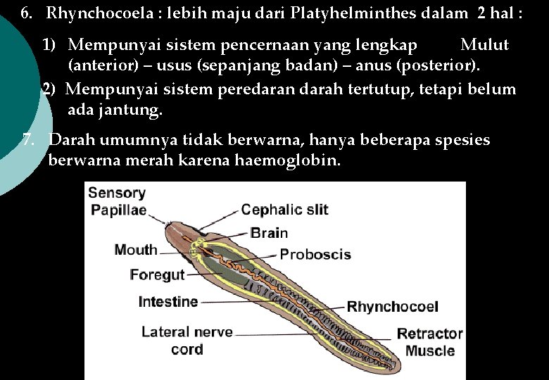 6. Rhynchocoela : lebih maju dari Platyhelminthes dalam 2 hal : 1) Mempunyai sistem