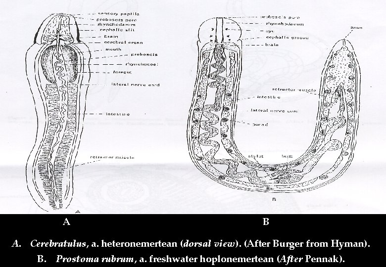 A B A. Cerebratulus, a. heteronemertean (dorsal view). (After Burger from Hyman). B. Prostoma