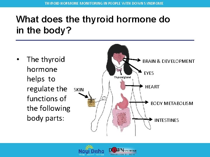 THYROID HORMONE MONITORING IN PEOPLE WITH DOWN SYNDROME What does the thyroid hormone do